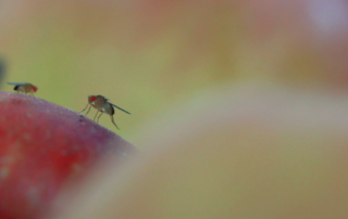 Fruit Fly Species Overview